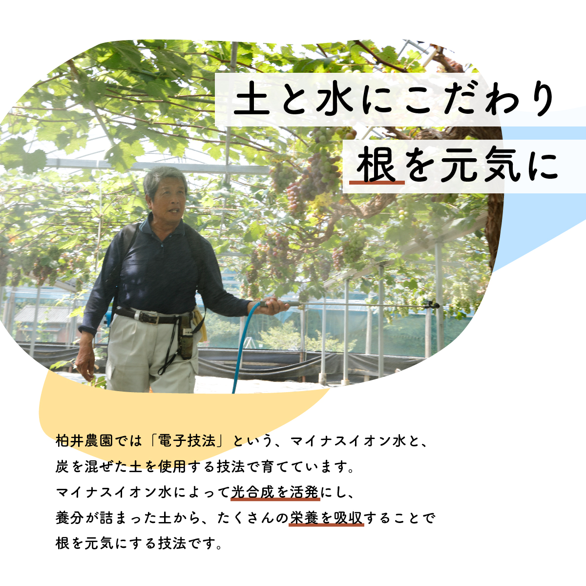 【先行予約・2024年9月】数量限定 食べ比べ！ シャインマスカットとクインニーナのセット 合計約1.5kg 産地直送 農家直送 甘い 大きい 種なし ぶどう 果物