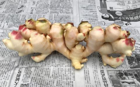 【先行予約・2024年11月】農家直送！秋の新生姜 2kg 高知県産 しょうが  新鮮 ショウガ 期間限定 生姜 高知