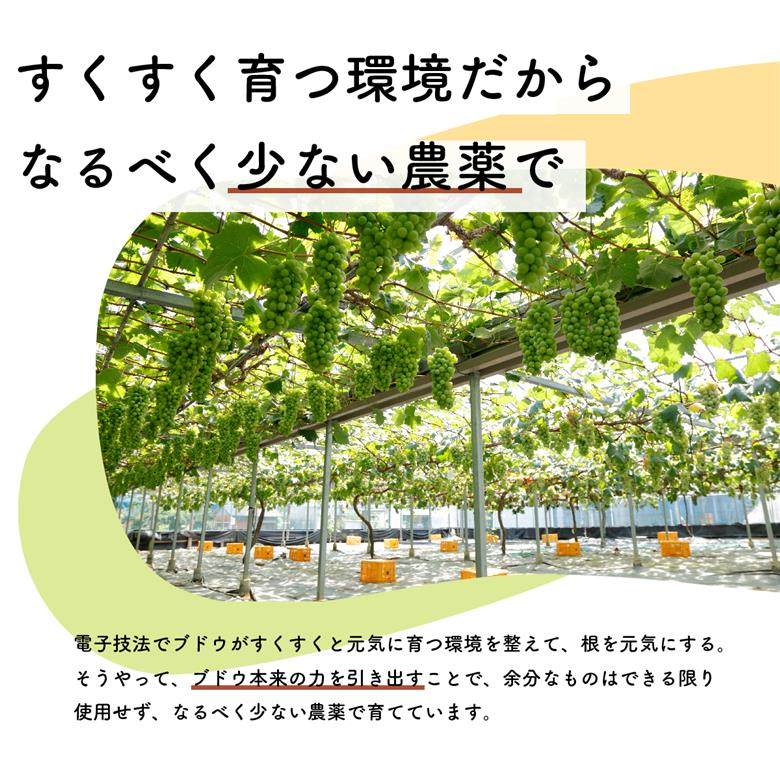 【先行予約・2024年9月】数量限定 食べ比べ！ シャインマスカットとクインニーナのセット 合計約1.5kg 産地直送 農家直送 甘い 大きい 種なし ぶどう 果物