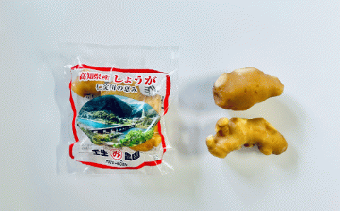 小分け お試し 袋入り こだわりの低農薬「囲い生姜」 100g×5袋 農家直送 高知県産 ショウガ 生姜