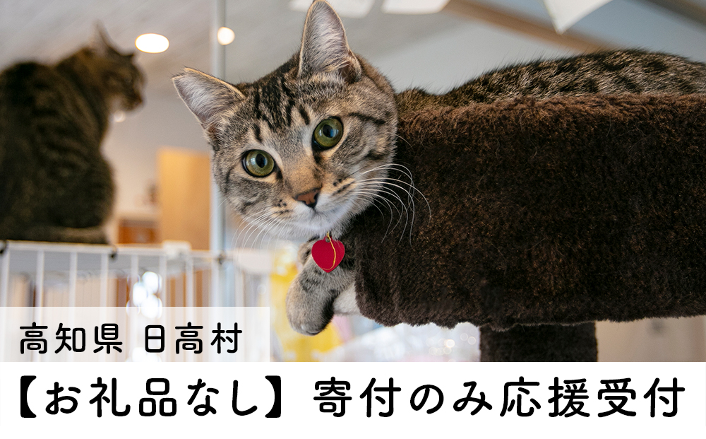 【お礼の品なし】里親募集型保護猫カフェの支援（動物愛護）