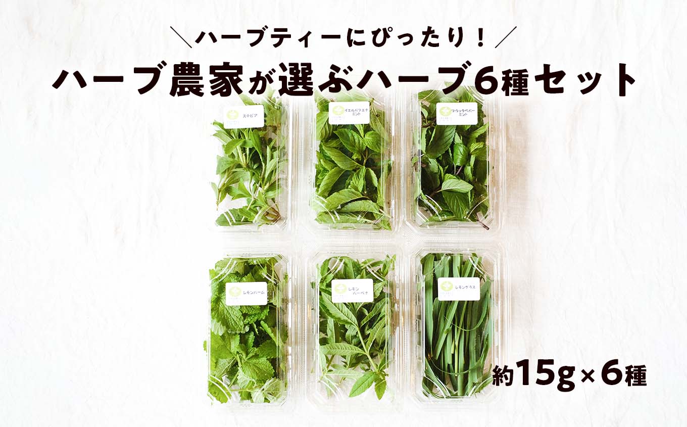 【期間限定】ハーブティーにぴったり！ハーブ農家が選ぶハーブ6種セット 化学肥料農薬不使用 レモングラス ミント ステビナ レモンバーム