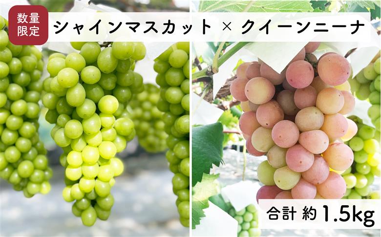 【先行予約・2024年9月】数量限定 食べ比べ！ シャインマスカットとクインニーナのセット 合計約1.5kg 産地直送 農家直送 甘い 大きい 種なし ぶどう 果物