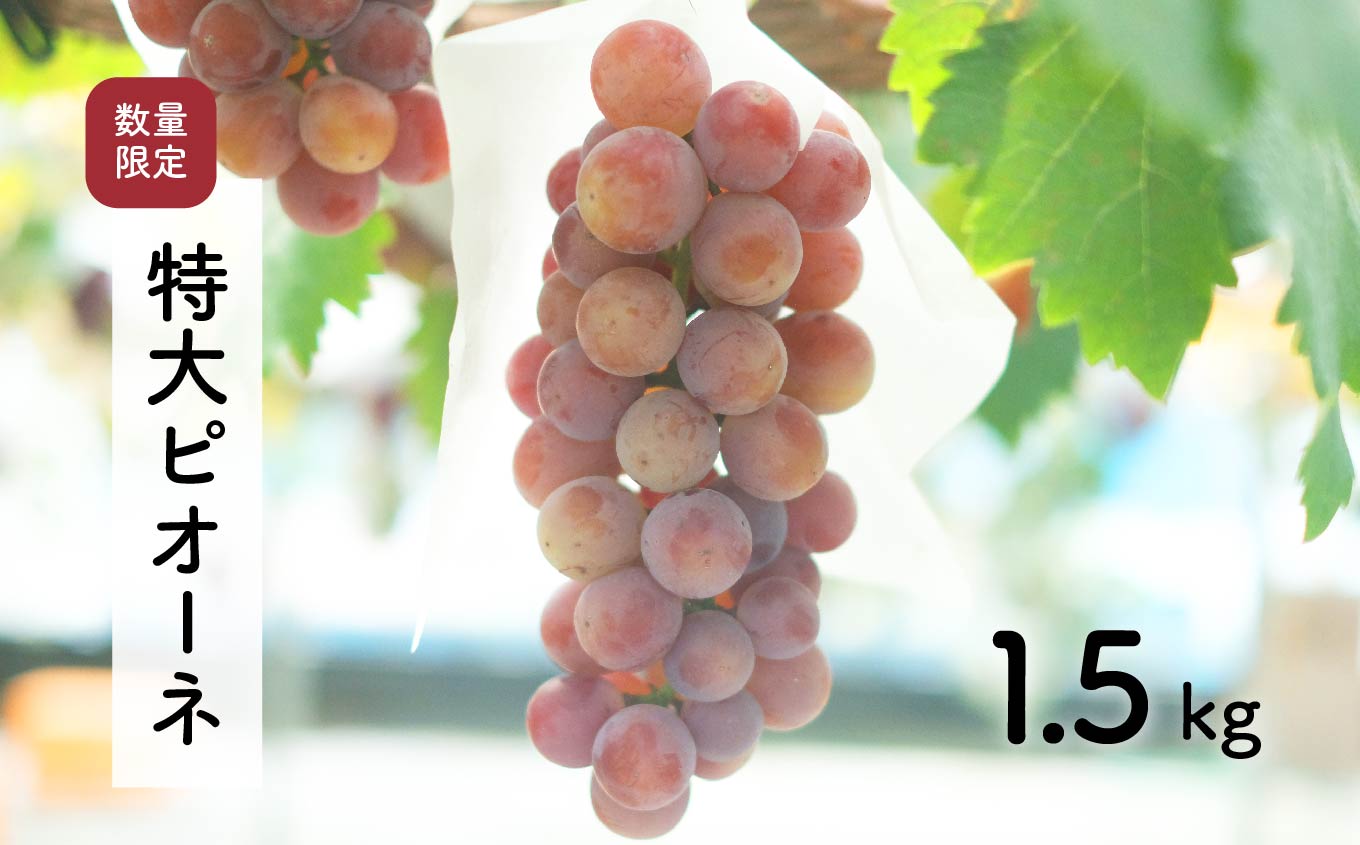 【先行予約・2024年9月】 数量限定 大粒ピオーネ 1.5kg 産地直送 農家直送 甘い 大きい 種なし ぶどう 果物 限定品