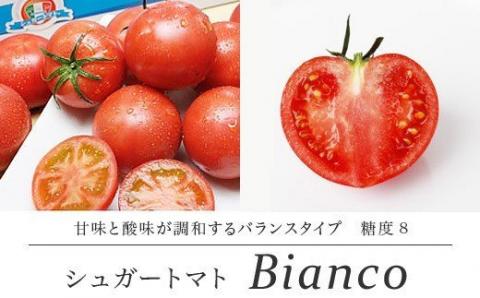 [先行予約・2024年1月]シュガートマト ビアンコ08(糖度8度以上) 1kg 高糖度 フルーツトマト
