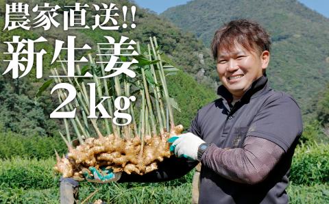 [先行予約・2023年11月]農家直送!秋の新生姜 2kg 高知県産 しょうが 新鮮 ショウガ 期間限定
