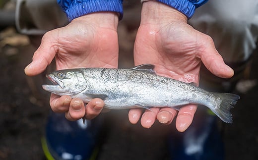焼くだけ簡単！無投薬で四万十育ちのあめごの開き　大サイズ４匹 ／Eay-03