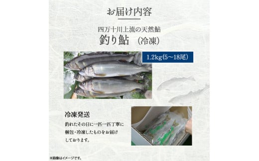 四万十川上流の天然鮎　釣り鮎【冷凍5～18尾】【着日指定不可】／Esj-42k