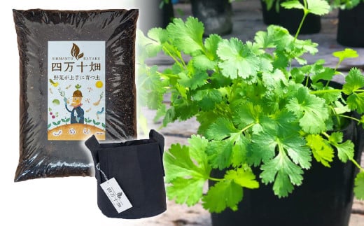 初心者も安心「並盛り」パクチー栽培キット／Fis-B05 