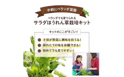 ベランダでも育てられるサラダほうれん草栽培キット／Fis-B06 