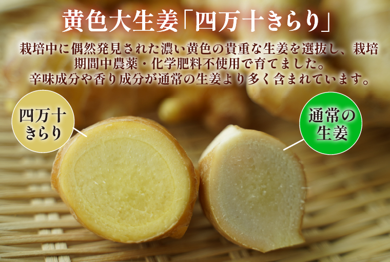 栽培期間中農薬・化学肥料不使用の黄色大生姜を使った辛口ショウガシロップ3本／Fmf-06