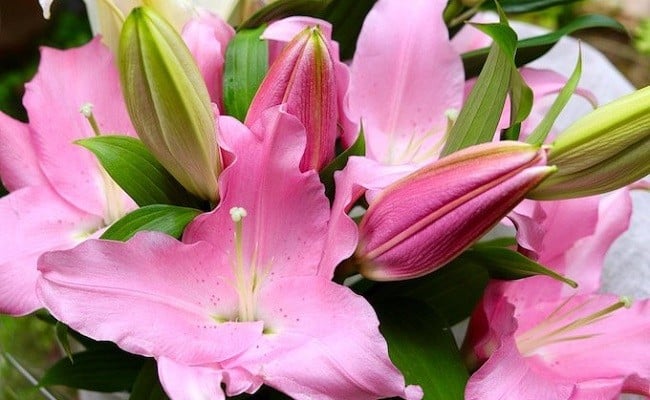 日頃の感謝を「花束」で、オリエンタルリリー【秀品3本】／Osy-01