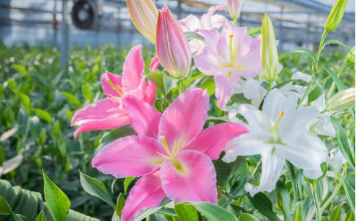 日頃の感謝を「花束」で、オリエンタルリリー【優品5本】／Osy-14