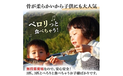 子どもが喜ぶバーベキュー！清流育ちの四万十あめご（約700g）【BBQ専用竹串付き】おつまみ バーベキュー BBQ アウトドア アメゴ あまご アマゴ 魚介 川魚 塩焼き 小分け  冷凍 8～10匹  個包装／Eay-01