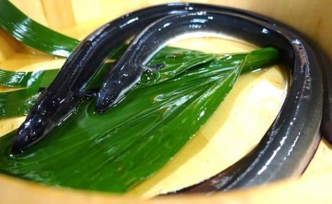 四万十地焼き蒲焼鰻2尾セット／Esg-19