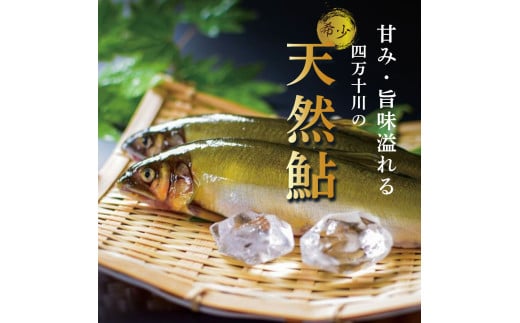 四万十川上流の天然鮎 釣り鮎900g【冷凍4～14尾】／Esj-41k