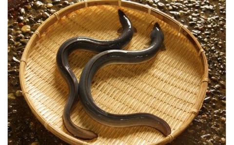 本気の缶詰！とろとろ～♪ 絶品うなぎ缶詰／Ess-22