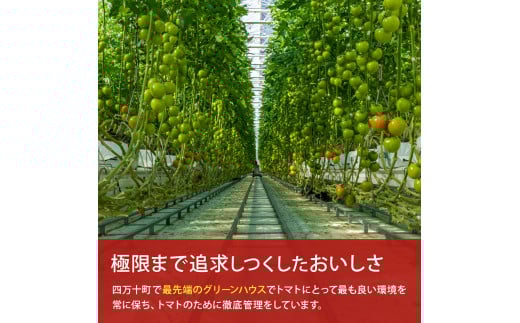 受付4か月で800件超え四万十産トマト「凛と」／Fbg-A003
