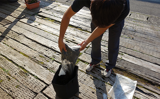 初心者も安心「並盛り」パクチー栽培キット／Fis-B05 