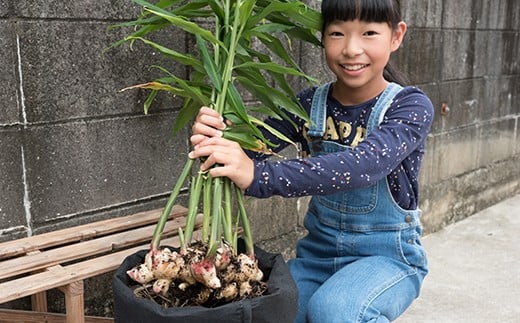 【予約受付】知育にも人気！本格農業体験しょうが「ミニ」栽培キット ／Fis-B07