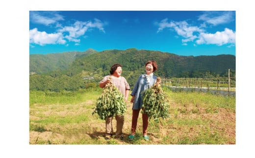 新豆　四万十のブラック&しましま& レッド落花生　激レア3色食べ比べセット　煎りたてオーダー焙煎直送  ／Fsy-A05