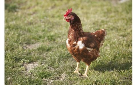 お皿に豆腐を移してジュレをかけるだけ！ごちそうたまごどうふ(ゆず、トマト・各4個ずつ)【お届け日指定可能】／Gbn-15