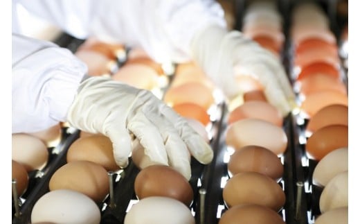 卵が苦手な子どもも食べられた！生臭くないおいしい卵 6個入×5P／Gbn-A03 