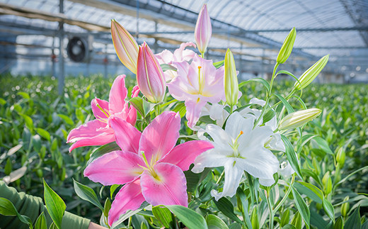 【6回分】毎月届くオリエンタルリリー3本の定期便／Sosy-01 