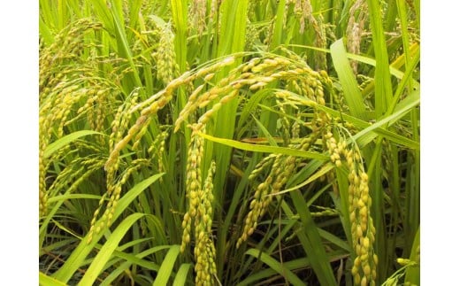 ◎令和7年産◎四万十ふるさとの味「香るお米」十和錦オススメ5kg×３点セット ／Bib-B03