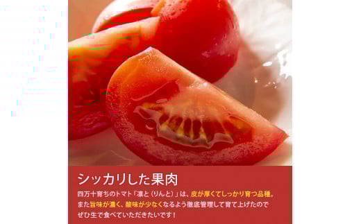 受付4か月で800件超え四万十産トマト「凛と」／Fbg-A003