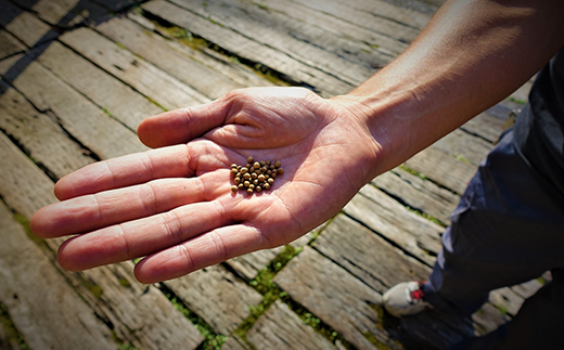 初心者も安心「並盛り」パクチー栽培キット／Fis-B05 