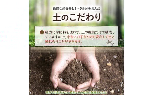 ベランダでも育てられるサラダほうれん草栽培キット／Fis-B06 