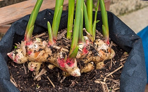 【予約受付】知育にも人気！本格農業体験しょうが「ミニ」栽培キット ／Fis-B07