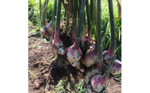  四万十の台地で育った辛口ジンジャーシロップ6本／Fmf-02