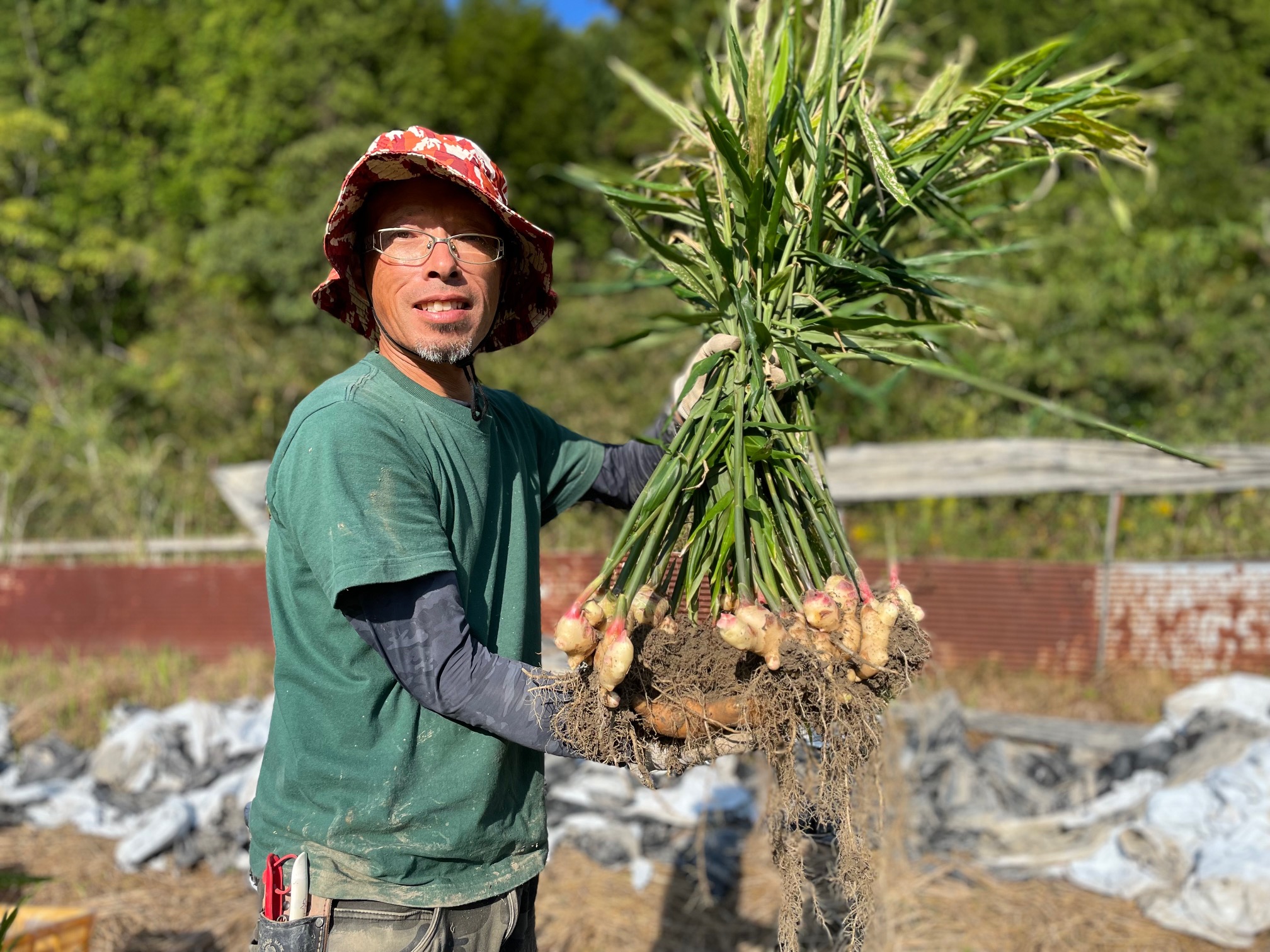 栽培期間中農薬・化学肥料不使用の黄色大生姜を使った辛口ショウガシロップ3本／Fmf-06