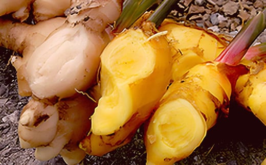 ゆうきのもり生産者こだわりの有機黄金生姜　／Ftf-A01