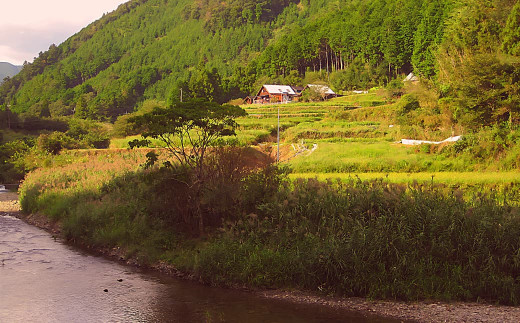 ゆうきのもりの有機黄金生姜満喫セット　Ftf-02 