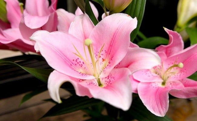 日頃の感謝を「花束」で、オリエンタルリリー【秀品7本】／Osy-03 