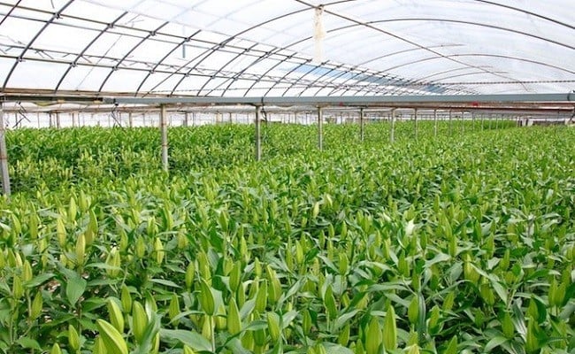 【6か月間】毎月届く四万十町産のゆり5本の定期便／Sosy-02 