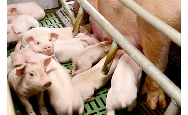 農林水産大臣賞受賞の「四万十ポーク」平野協同畜産の「麦豚」焼き肉用（豚ロース肉1.1kg）豚ロース スライス しゃぶしゃぶ 国産 ぶた肉 豚肉 肉 お肉 冷蔵／Ahc-01