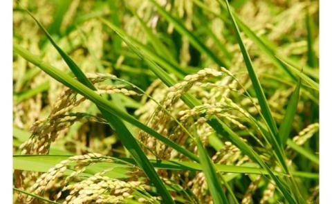 四万十麦酒（ビール）牛。牛肉の肩ロース。しゃぶしゃぶにも大人気！／Asz-B08