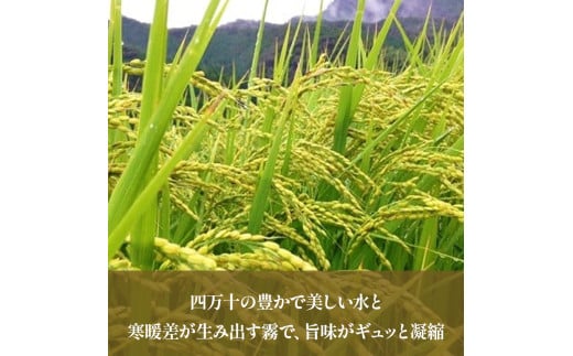 【令和７年産米】【無洗米】 仁井田米にこまる 5kg こだわりの無洗米でおいしく簡単！／Bos-C02