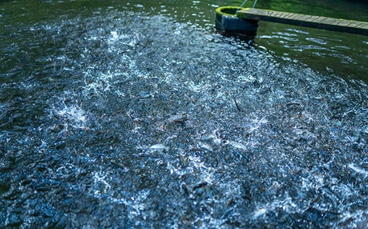 焼くだけ簡単！無投薬で四万十育ちのあめごの開き 中サイズ10匹  ／Eay-07