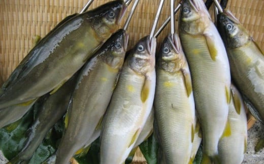 四万十鮎のうるかセット （110g） 塩辛 にがうるか うるか おつまみ 珍味 発酵食品 鮎 あゆ アユ 魚 魚介 川魚 瓶詰 セット ソース／Ess-03