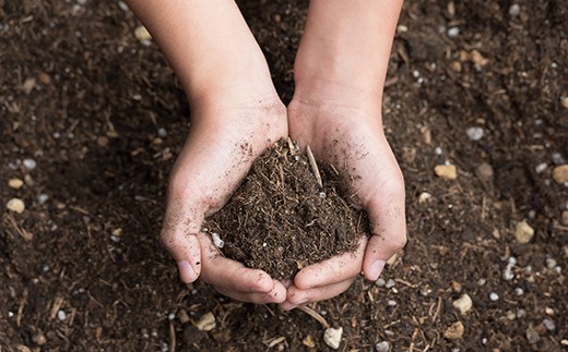 知育にも人気！本格農業体験しょうが栽培キット ／Fis-A02