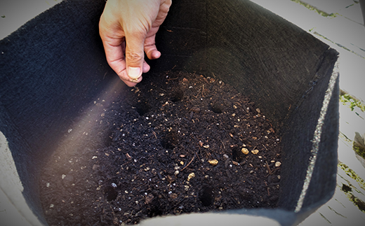 初心者も安心「並盛り」パクチー栽培キット／Fis-B05 