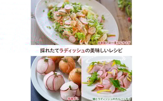 ベランダでも育てられるラディッシュ栽培キット／Fis-B08