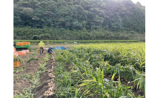  四万十の台地で育った辛口ジンジャーシロップ6本／Fmf-02