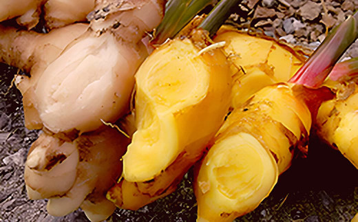 ゆうきのもりの有機黄金生姜満喫セット　Ftf-02 