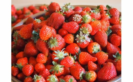 四万十ショコラシュトーレン（ホール）／Ikg-108